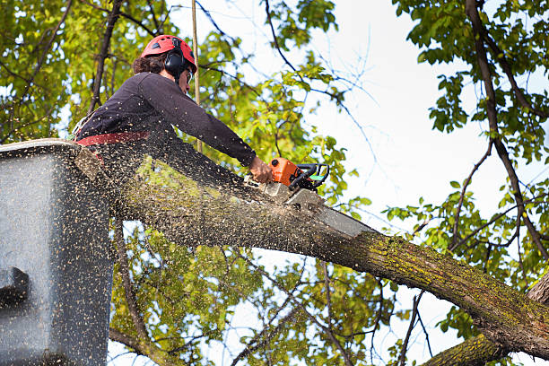 Professional Tree Services in Webberville, MI